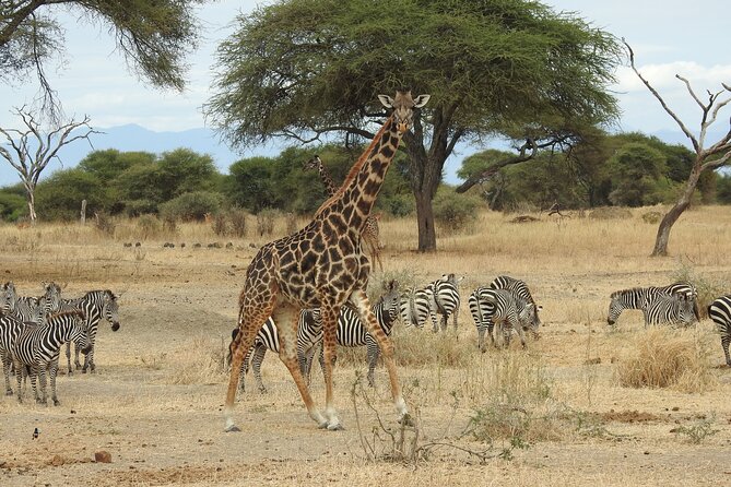 4-Day Tarangire, Serengeti, Ngorongoro Crater - Day 4 Ngorongoro Crater floor game drive: lions, hippos, flamingos, and big bird spotting