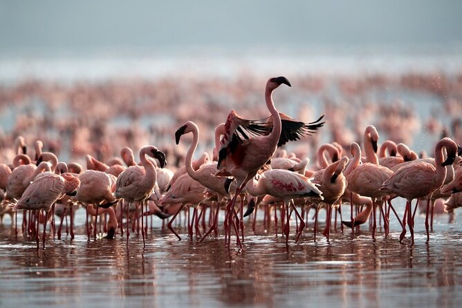 4 Day: Taste of Wildlife - 4 Days, Three Parks, One Private Jeep: The Big Picture