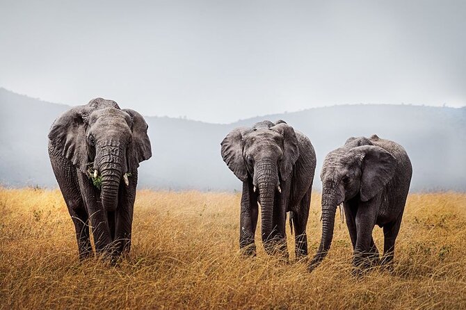 4 Day: Taste of Wildlife - Ngorongoro Conservation Area Day 3: Early Drive and Oldeani Night
