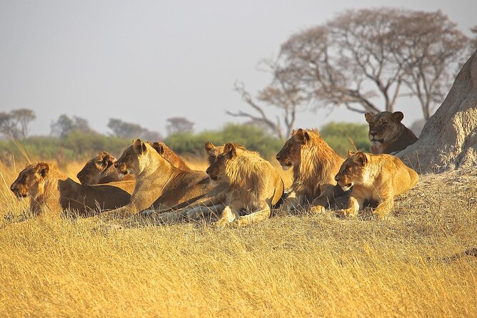 4 Day: Taste of Wildlife - Ngorongoro Conservation Area Day 4: 25,000 Animals in One Crater