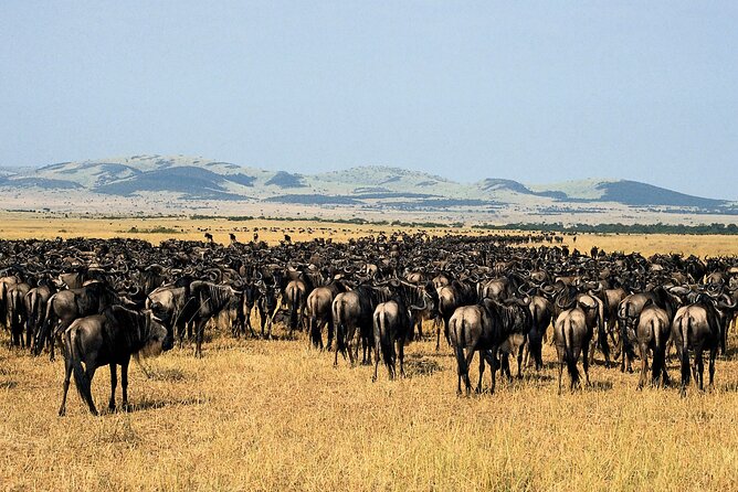 4 Day: Taste of Wildlife - Big Five Reality Check and Other Wildlife You Can Expect