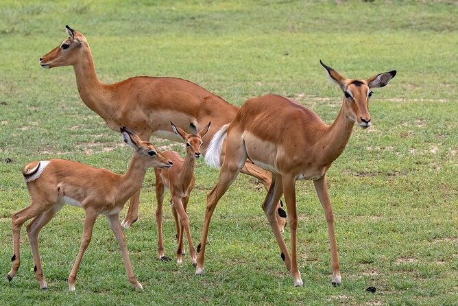 4 Day: Taste of Wildlife - Price, What You Get, and What You Should Budget For