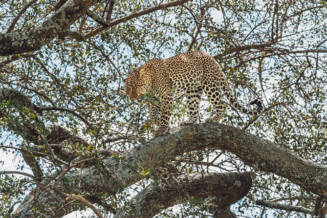 4-Day The Short of Tanzania Safari - Day 4 Ngorongoro Crater: One Morning, Big Five Chances, Then Back to Arusha