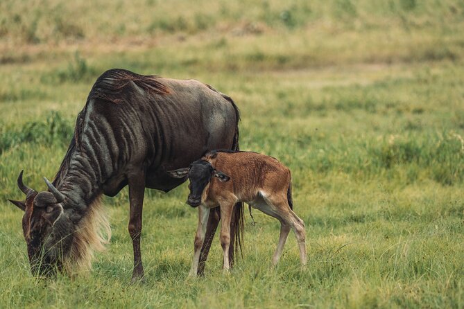 4-Day The Short of Tanzania Safari - Pickup, Timing, and Your Private 4x4 Safari Jeep