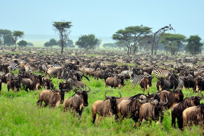 4-Day Tour to Tarangire, Serengeti and Ngorongoro - Ngorongoro Crater: Big Five in a caldera plus Maasai village culture