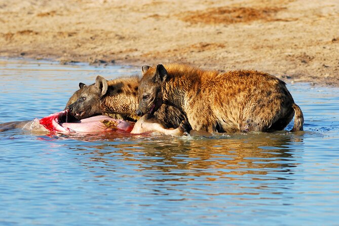 4-Day Tour to Tarangire, Serengeti and Ngorongoro - Your guide and small-group setup, especially the Assad connection
