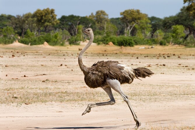 4-Day Tour to Tarangire, Serengeti and Ngorongoro - Making the most of long drive days without losing your mind