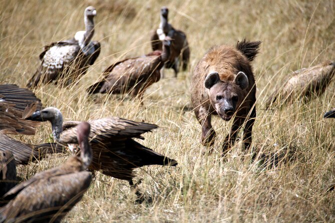 4-Day Tour to Tarangire, Serengeti and Ngorongoro - Who this 4-day circuit is best for, and who should skip it