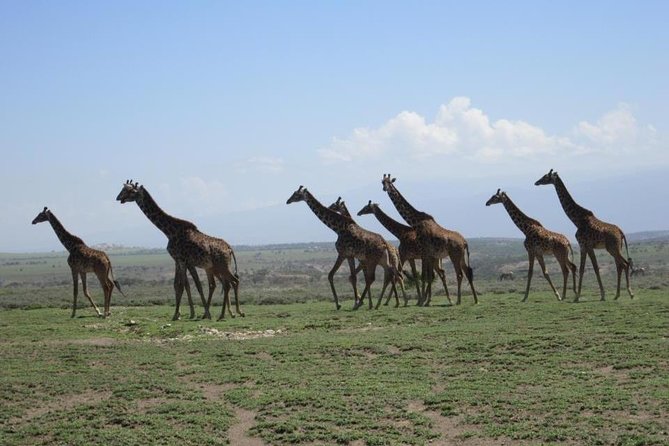 4 Days, 3 Nights Group budget Safari, Lake Manyara, Serengeti, Ngorongoro - The safari route that packs the most wildlife into four days