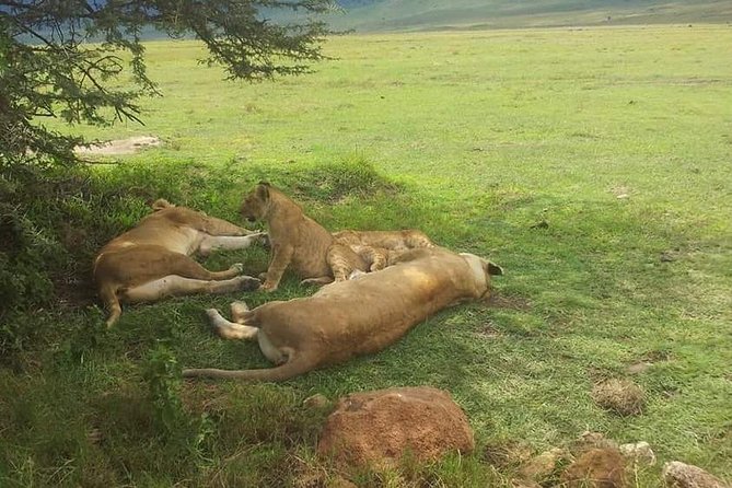 4 Days / 3 Nights Lake Manyara, Ngorongoro and Serengeti - From Arusha to three big parks: how the trip actually flows