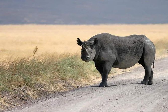 4 Days / 3 Nights Lake Manyara, Ngorongoro and Serengeti - Day 3 in Ngorongoro Conservation Area: Olduvai Gorge makes the story larger