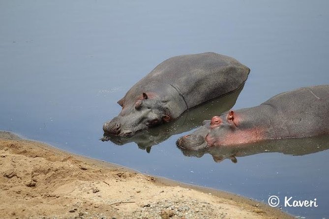 4 Days / 3 Nights Lake Manyara, Ngorongoro and Serengeti - Day 4 in the Ngorongoro Crater: predators, hippos, and Lake Magadi