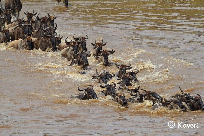 4 Days / 3 Nights Lake Manyara, Ngorongoro and Serengeti - Guides you will actually appreciate: Humphrey and the driver team