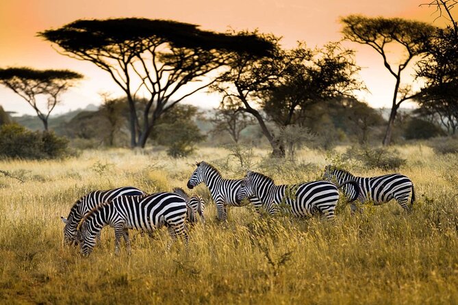 4 Days / 3 Nights Lake Manyara, Ngorongoro and Serengeti - Weather, timing, and why animals are not on a schedule