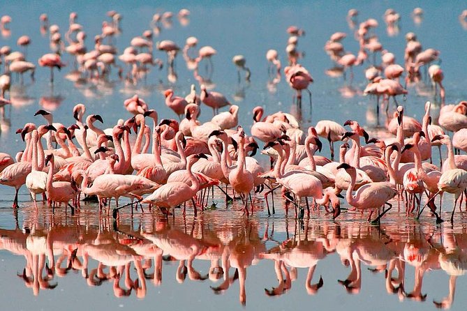4 Days / 3 Nights Lake Manyara, Ngorongoro and Serengeti - Day 1 in Lake Manyara National Park: tree-climbing lions and flamingos