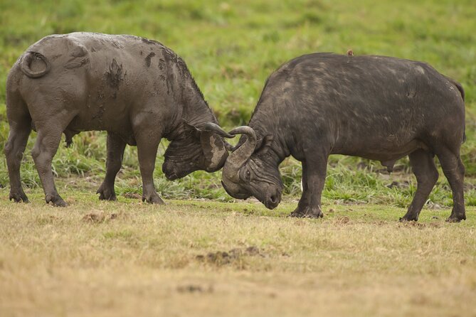 4 days 3 nights Safari- Tarangire, Serengeti and Ngorongoro Crater - The big picture, Tarangire to Serengeti to Ngorongoro
