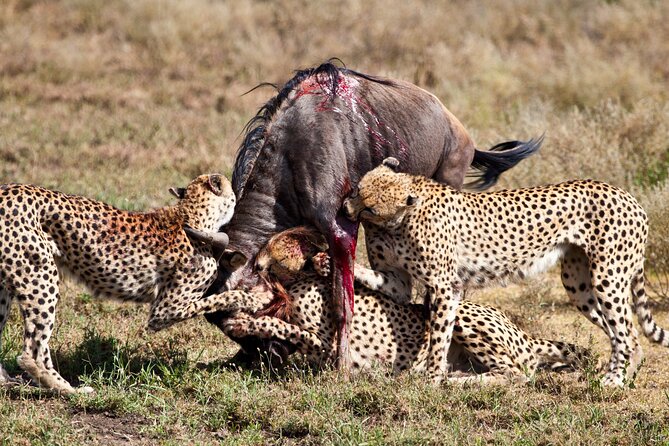4 days 3 nights Safari- Tarangire, Serengeti and Ngorongoro Crater - Tarangire National Park day: elephants, baobabs, and river picnic time