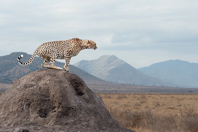4 days 3 nights Safari- Tarangire, Serengeti and Ngorongoro Crater - Serengeti day 3: early cats, then the drive toward Ngorongoro