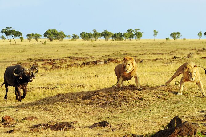 4 days 3 nights Safari- Tarangire, Serengeti and Ngorongoro Crater - Ngorongoro Crater day 4: black rhino focus, then the classic crater drive