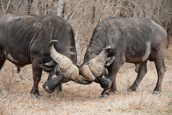 4 days 3 nights Safari- Tarangire, Serengeti and Ngorongoro Crater - Guides like Assad and the team that help you find faster action