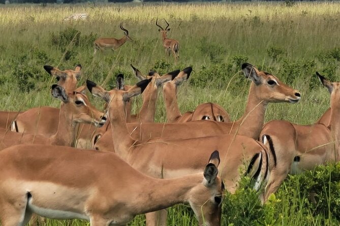 4 Days 3 Nights Safari to Mikumi National Park - The 4 days, 3 nights rhythm that keeps the trip stress low