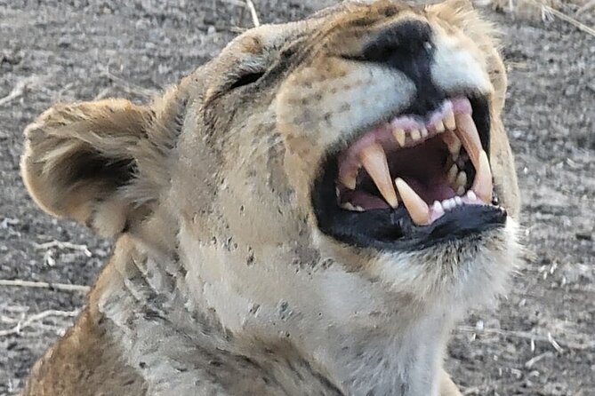 4 Days 3 Nights Safari to Mikumi National Park - Guides and drivers: why certain names keep turning up