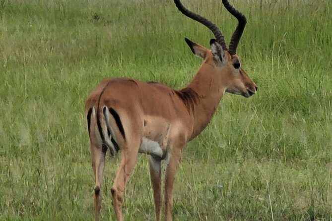 4 Days 3 Nights Safari to Mikumi National Park - Meals, bottled water, and the comfort basics you should plan for