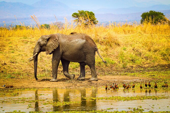 4 Days 3 Nights Safari to Mikumi National Park - When this Mikumi safari is the best fit