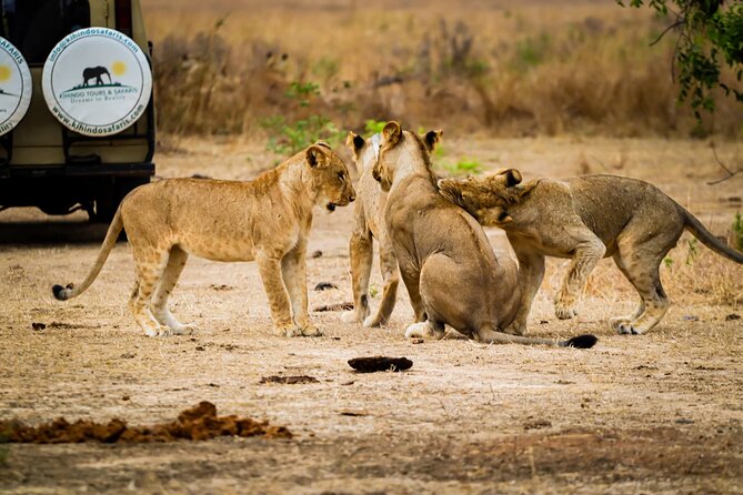 4 Days 3 Nights Safari to Mikumi National Park - Weather, timing, and the one thing you can’t control