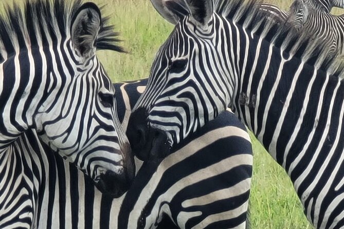 4 Days 3 Nights Safari to Mikumi National Park - Game drives: how spotting usually works in Mikumi
