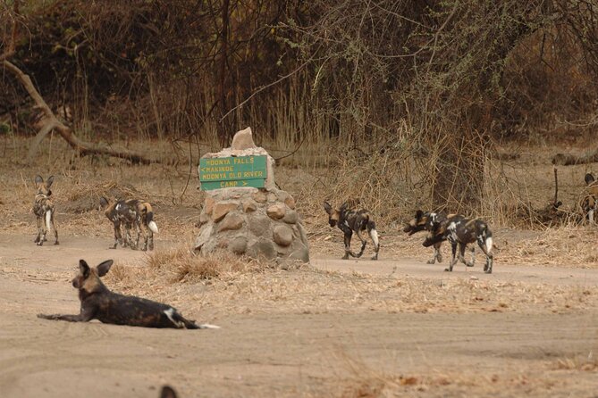 4 days / 3 Nights safari to Ruaha National park - Key highlights at a glance