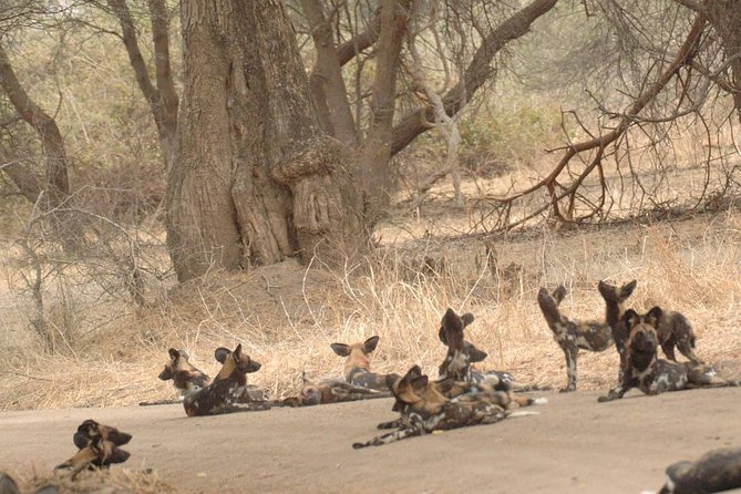 4 days / 3 Nights safari to Ruaha National park - Entering Ruaha from Iringa: the drive that sets expectations