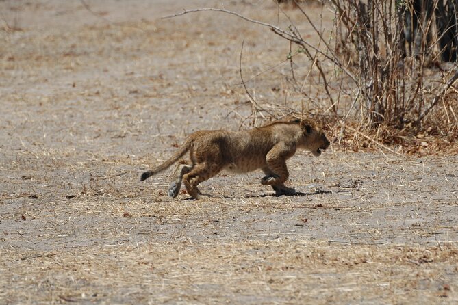 4 days / 3 Nights safari to Ruaha National park - Day 3: sunrise walking safari by the Great Ruaha River