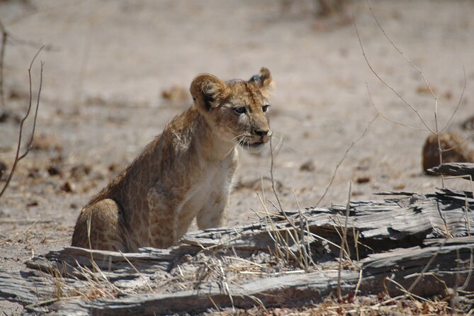 4 days / 3 Nights safari to Ruaha National park - Day 4: morning drives, breakfast at the cottage, then head back to Iringa