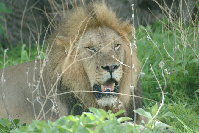 4 days / 3 Nights safari to Ruaha National park - Day 1: first check-in, then an afternoon Ruaha game drive