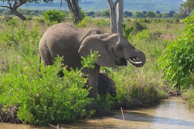 4 Days 3 Nights Selous (Nyerere national park) & Mikumi Adventure - Key highlights worth your attention