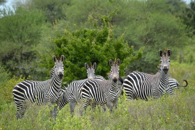 4 Days 3 Nights Selous (Nyerere national park) & Mikumi Adventure - Southern Circuit in 4 Days: Selous and Mikumi, in a tight package