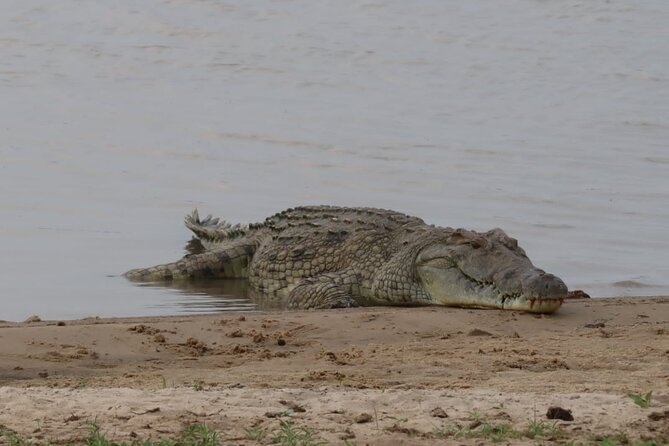 4 Days 3 Nights Selous (Nyerere national park) & Mikumi Adventure - Day 2 Nyerere National Park: long game drives with picnic lunch
