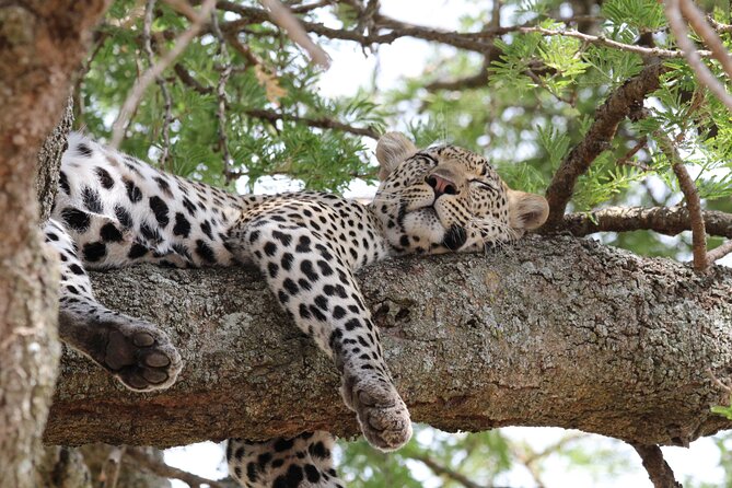 4 Days 3 Nights Tanzanian Budget Safari Tour - Northern Tanzania in 4 Days: What the schedule really feels like