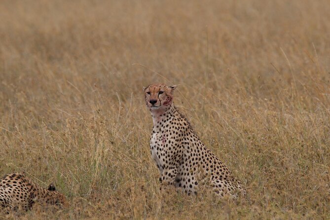 4 Days 3 Nights Tanzanian Budget Safari Tour - Your guide and the Msafiri Tanzania style