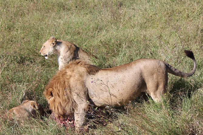 4 Days 3 Nights Tarangire Serengeti & Ngorongoro Lodge Safari - Day One in Tarangire: Elephants, Baobabs, and Dry-Season Water