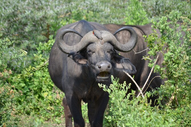 4 days adventure camping safari - Serengeti around Seronera: sunset drives, hyenas near camp, then early starts