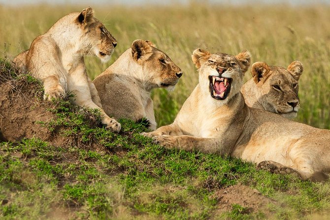 4-Days Adventure Camping Safari to Tarangire, Serengeti & Ngorongoro - Who This Safari Fits Best (And Who Should Rethink It)