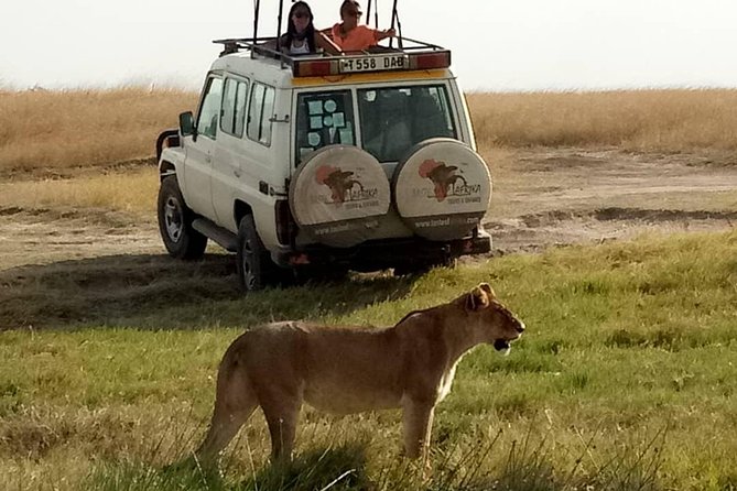 4 Days Affordable Tanzania Budget Safari - Serengeti Game Drive to the Crater Edge: Big Herds, Predators, and Golden Hour