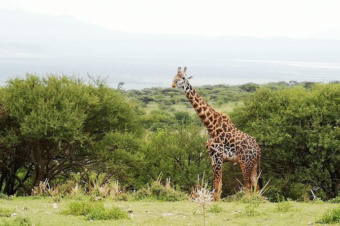 4 days Awesome Luxury safari Tarangire Serengeti & Ngorongoro - Day 4, Ngorongoro Crater: The Descent, the Predator Odds, and Lake Magadi