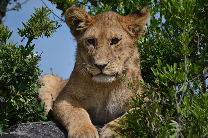 4 days Awesome Luxury safari Tarangire Serengeti & Ngorongoro - Who This Safari Fits Best, and Who Should Rethink It
