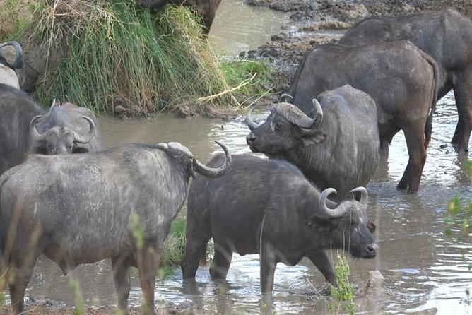 4 days Best experience Kilimanjaro Hike, Serengeti &Ngorongoro - Key things that make this 4-day Kilimanjaro and safari combo work