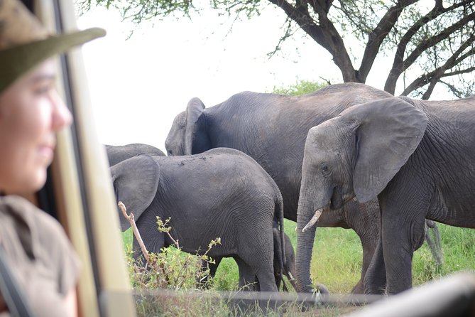 4 days Best experience Kilimanjaro Hike, Serengeti &Ngorongoro - The vibe: a tight circuit that actually hits the highlights
