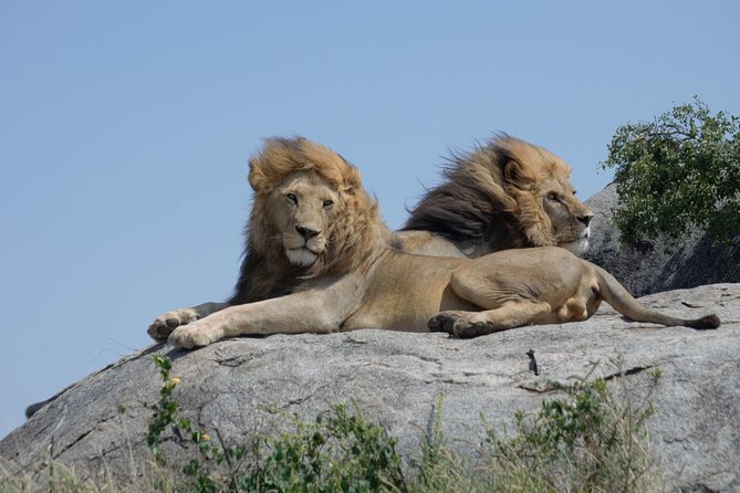 4 days Best experience Kilimanjaro Hike, Serengeti &Ngorongoro - Serengeti timing: evening game viewing that sets the tone