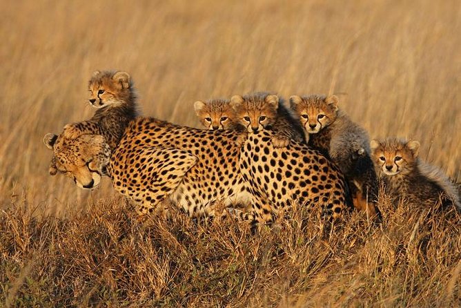 4 days Best experience Kilimanjaro Hike, Serengeti &Ngorongoro - Ngorongoro rim day: conservation area rules change the feel